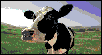 VACA